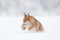Lynx, winter wildlife. Cute big cat in habitat, cold condition. Snowy forest with beautiful animal wild lynx, Poland. Eurasian Royalty Free Stock Photo