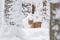 Lynx, winter wildlife. Cute big cat in habitat, cold condition. Snowy forest with beautiful animal wild lynx, Poland. Eurasian