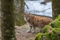 Lynxes in the Bavarian Forest, Germany Royalty Free Stock Photo