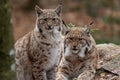 Lynxes in the Bavarian Forest, Germany Royalty Free Stock Photo