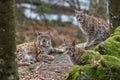 Lynxes in the Bavarian Forest, Germany Royalty Free Stock Photo