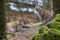 Lynxes in the Bavarian Forest, Germany Royalty Free Stock Photo
