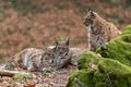 Lynxes in the Bavarian Forest, Germany Royalty Free Stock Photo