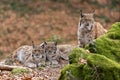 Lynxes in the Bavarian Forest, Germany Royalty Free Stock Photo