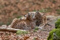 Lynxes in the Bavarian Forest, Germany Royalty Free Stock Photo