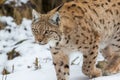Lynxes in the Bavarian Forest, Germany Royalty Free Stock Photo
