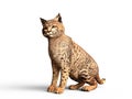 The Bobcat Lynx, 3D Illustration