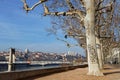 Trees on the Quais du Rhone in lyon