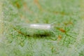 A Lyonetia clerkella Micro Moth hammock cocoon