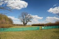 Hundred year old oak tree in village Lypiv Rih, Lipov Rog, Ukraine