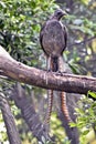 A lyre bird on a branch