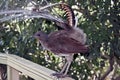 A lyre bird