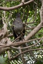 The lyre bird is a grey bird with a colorful tail sing in the tree