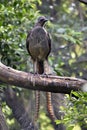 A lyre bird