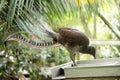 the lyre bird has a magnificant tail