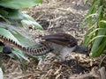 the lyre bird has long tail feathers