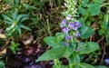 Lyre-leaved Sage - Salvia lyrata