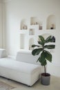 A lyre-shaped ficus in a pot near the white sofa in the living room. A home plant in a stylish bright interior