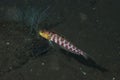 Lyre-Tail Grubfish Parapercis schauinslandii