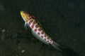 Lyre-Tail Grubfish Parapercis schauinslandii