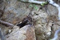 The lyre-tailed nightjar (Uropsalis lyra) female in Ecuador