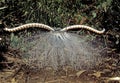 Lyrebird displaying in a Victorian rainforest. Royalty Free Stock Photo