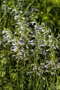 Lyreleaf Sage - Salvia lyrata