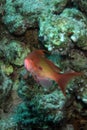 Lyretail anthias