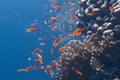 Lyretail Anthias and Arabian Chromis Over Net Fire Coral in Red Sea Royalty Free Stock Photo
