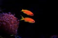 Lyretail Anthias Coralfish - Pseudanthias squamipinnis Royalty Free Stock Photo