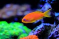 Lyretail Anthias Coralfish - Pseudanthias squamipinnis Royalty Free Stock Photo