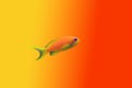 Lyretail Anthias Coralfish - Pseudanthias squamipinnis Royalty Free Stock Photo