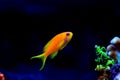 Lyretail Anthias Coralfish - Pseudanthias squamipinnis Royalty Free Stock Photo