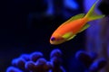 Lyretail Anthias Coralfish - Pseudanthias squamipinnis Royalty Free Stock Photo