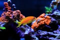 Lyretail Anthias Coralfish - Pseudanthias squamipinnis Royalty Free Stock Photo