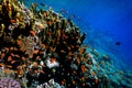 Lyretail Anthias fish on a coral reef Royalty Free Stock Photo