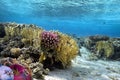 Lyretail Anthias fish on a coral reef Royalty Free Stock Photo