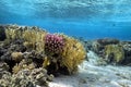 Lyretail Anthias fish on a coral reef Royalty Free Stock Photo