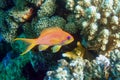 Female Lyretail anthias fish in Red sea - coral reef, closeup macro Royalty Free Stock Photo