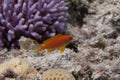 Lyretail Anthias in Red Sea Royalty Free Stock Photo