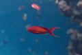 Lyretail Anthias in Red Sea Royalty Free Stock Photo