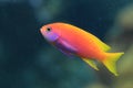 Lyretail coralfish Royalty Free Stock Photo