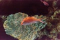 Lyretail fairy basslet fish Pseudanthias Royalty Free Stock Photo