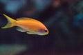 Lyretail fairy basslet fish Pseudanthias squamipinnis Royalty Free Stock Photo