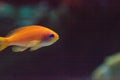 Lyretail fairy basslet fish Pseudanthias squamipinnis Royalty Free Stock Photo