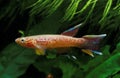 Lyretail Killifish, aphyosemion australe, Adult Royalty Free Stock Photo