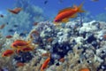 Lyretail Pseudanthias squamipinnis Female fish in the red sea Royalty Free Stock Photo