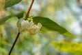 Lyric macro of blooming flower winter honeysuckle Lonicera fragrantissima standishii, or January jasmine Royalty Free Stock Photo