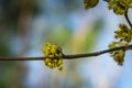 Lyric twig cornelian cherry with yellow flowers on grey blurred with bokeh background. Soft selective macro focus Cornus mas blos Royalty Free Stock Photo