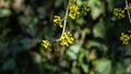 Lyric twig  cornelian cherry with yellow flowers on grey blurred with bokeh background. Soft selective macro focus Cornus mas blos Royalty Free Stock Photo